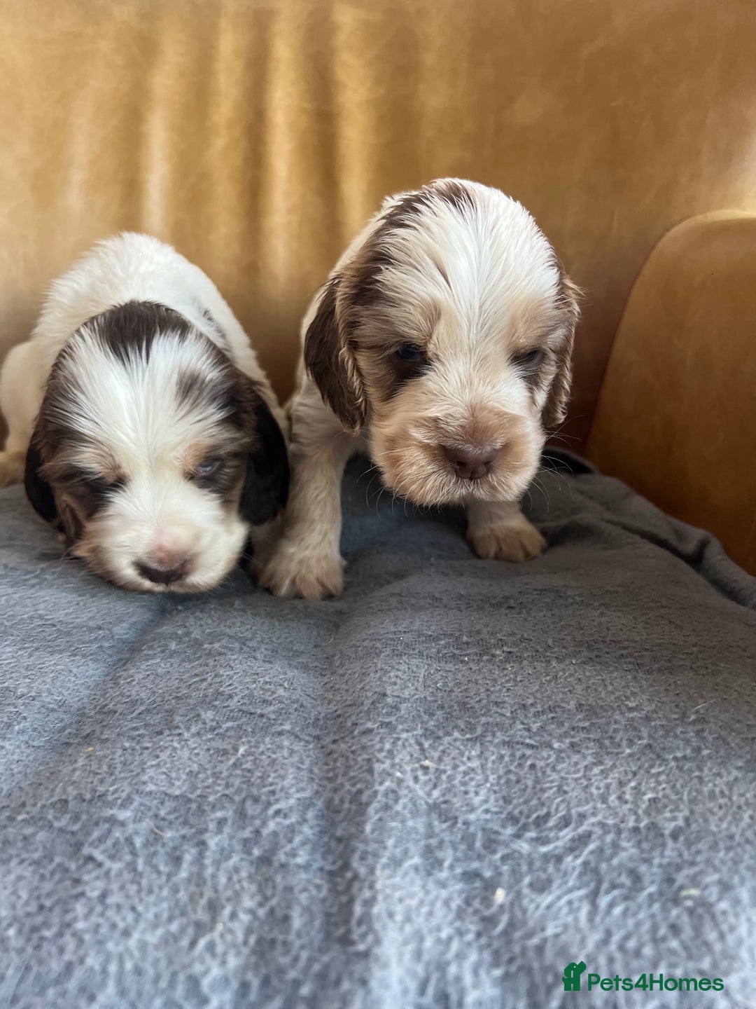 Cocker Spaniel dogs for sale: 🐾Gorgeous Cocker Spaniel Puppies 🐶🐾 - Image 23