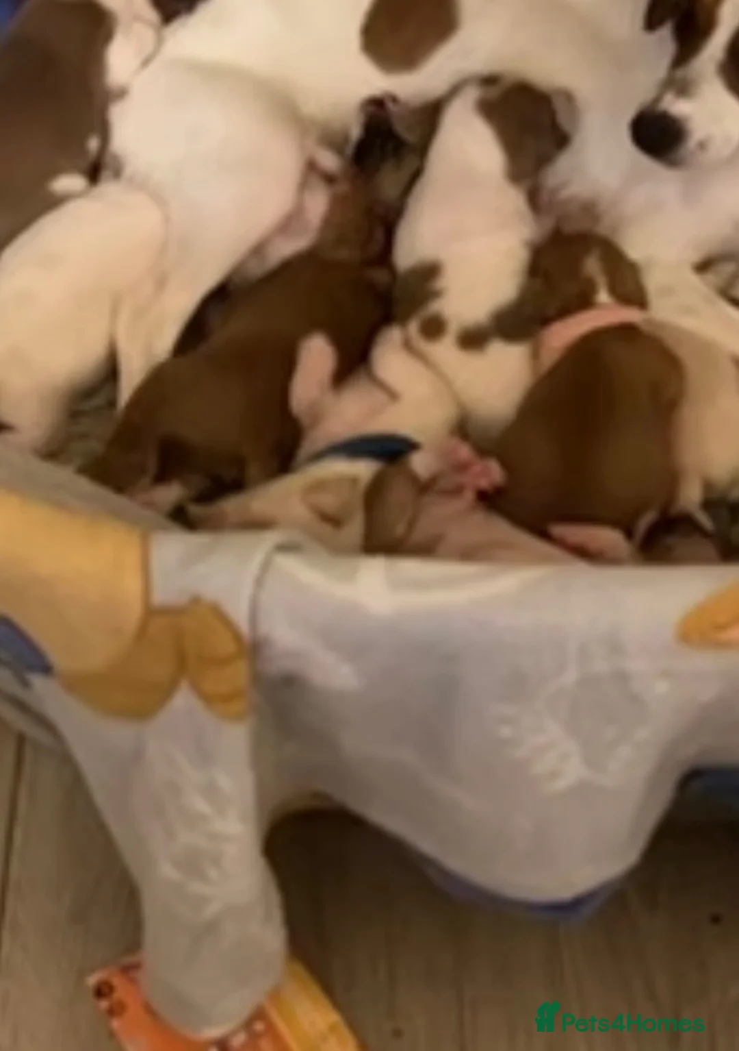 Mixed Breed dogs for sale: 6 boy puppies for sale  - Advert 2