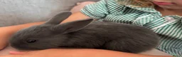 Mixed Breed rabbits for sale: Baby Rex French lop grey rabbits in Taunton - Advert 4