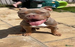 American Bully dogs for sale: Lilac tri Male Pocket bully for rehome - Image 2