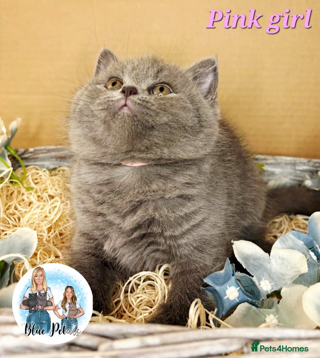 British Shorthair cats for sale: 4 beautiful British short hairs available  - Advert 33
