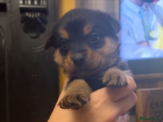 Mixed Breed dogs - Advert 11