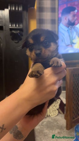 Mixed Breed dogs - Advert 13