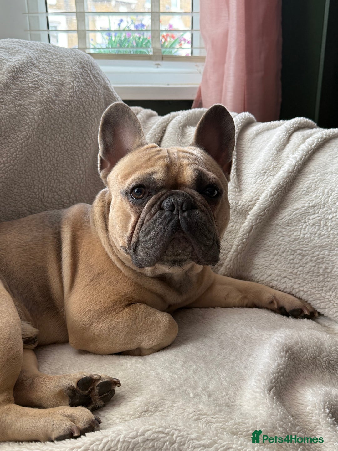 French Bulldog dogs for stud: Tan French bulldog for stud  - Image 4