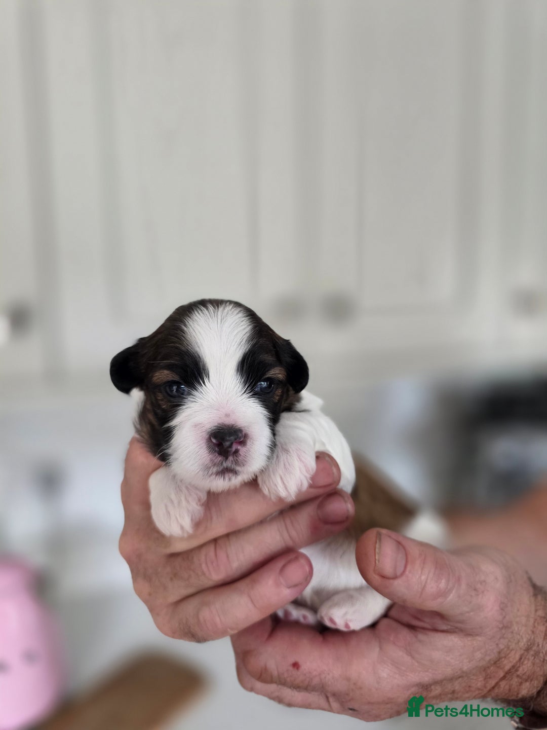 Lhasa Apso dogs for sale: Beautiful Lhasa Apso Puppies - Image 4