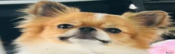 Chihuahua dogs for stud: KC Registered Long Coat Chihuahua Stud Available - Advert 2