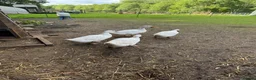 Ducks poultry for sale: Pure Aylesbury Ducklings  in Welwyn Garden City - Advert 4
