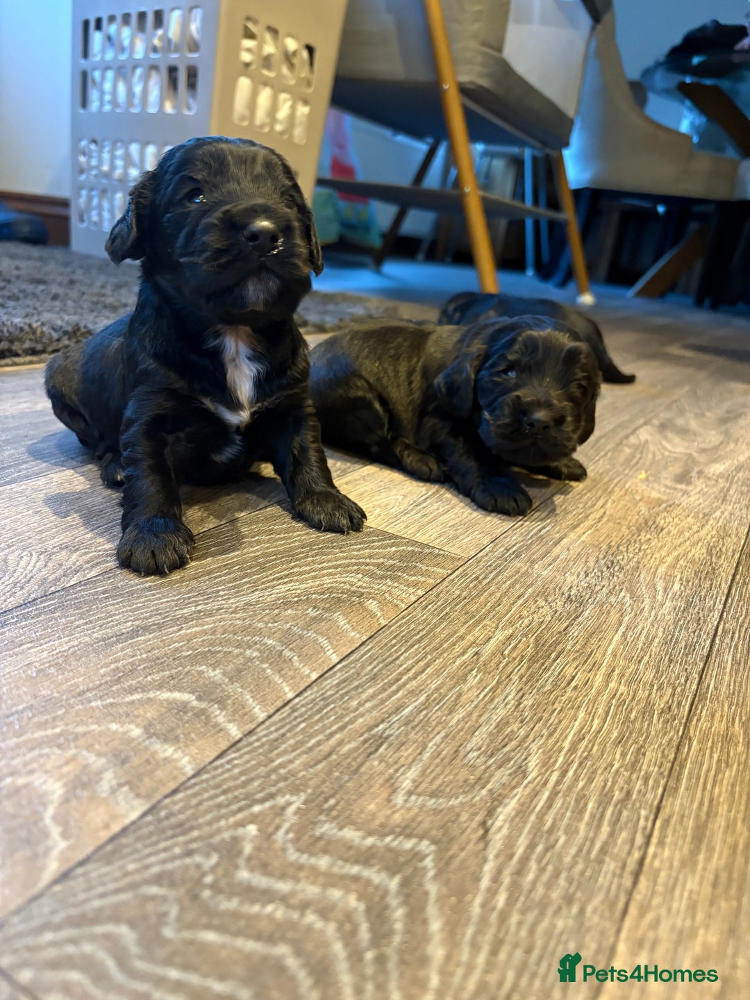 Cocker Spaniel dogs for sale: Beautiful show/working cocker spaniels 🐶🐾 - Advert 8