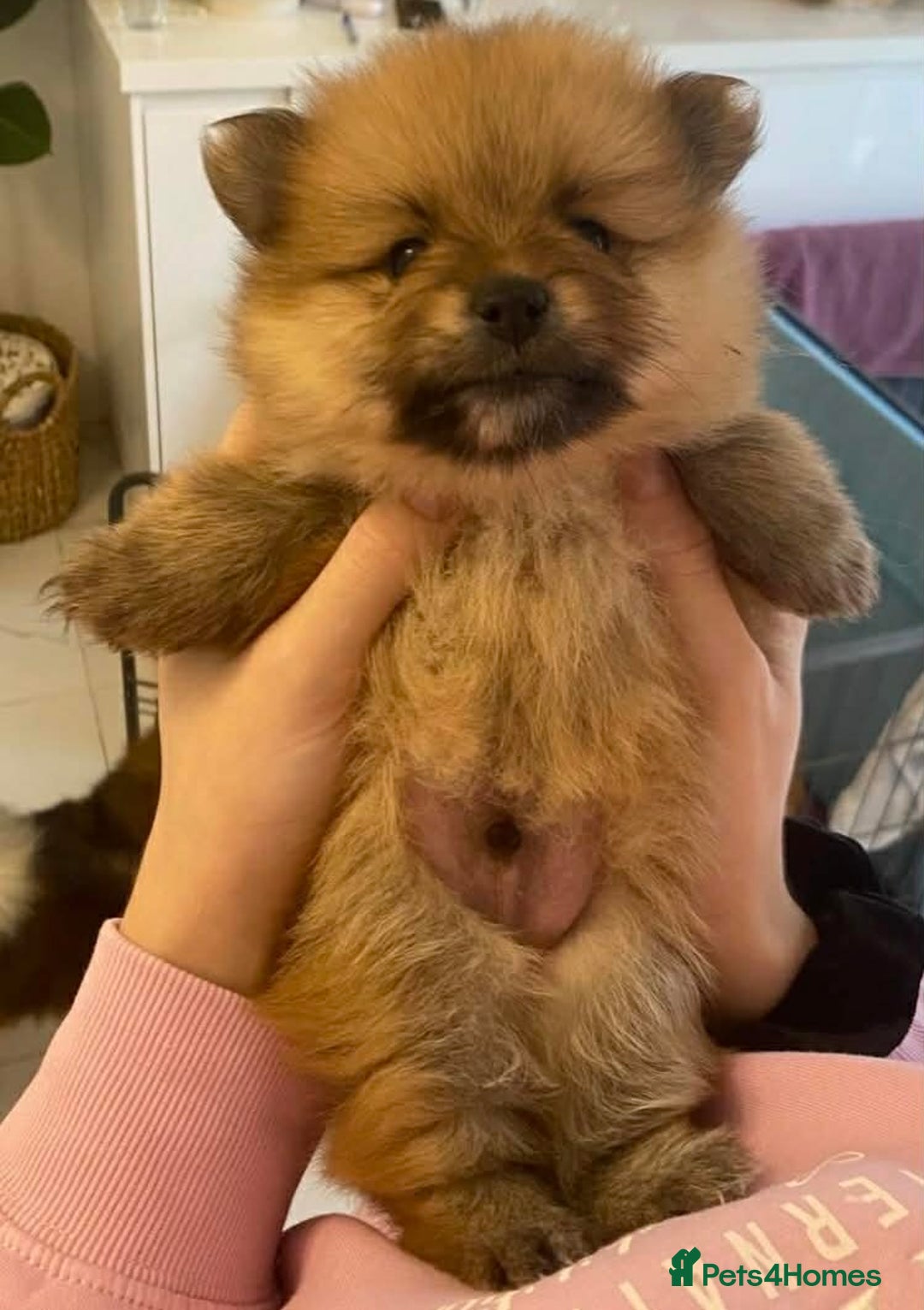 Pomeranian dogs for sale: Beautiful Pomeranians 🤍 - Advert 2
