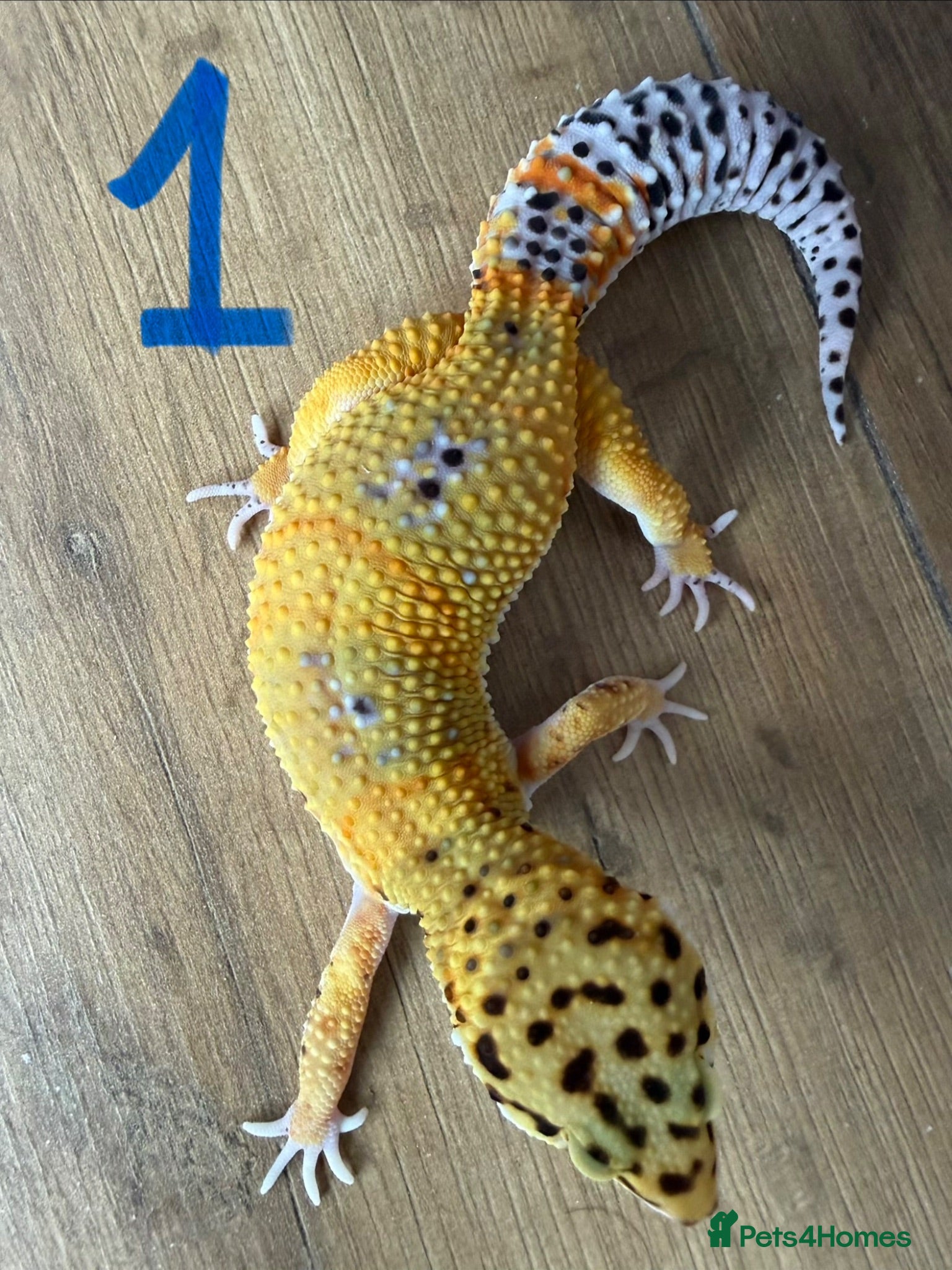 Leopard Gecko reptiles Leopard geckos - Advert 1