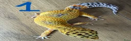 Leopard Gecko reptiles for sale: Leopard geckos - Advert 1