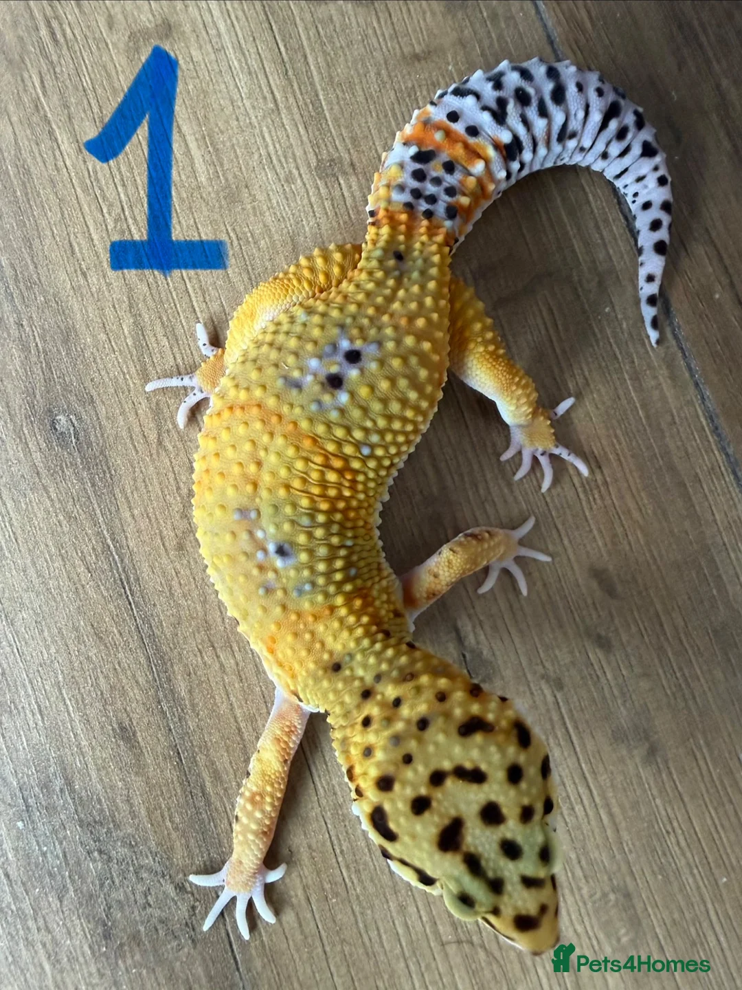 Leopard Gecko reptiles for sale: Leopard geckos - Advert 1
