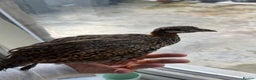 Mixed Breed birds for sale: Black francolin kala teeter  - Advert 4