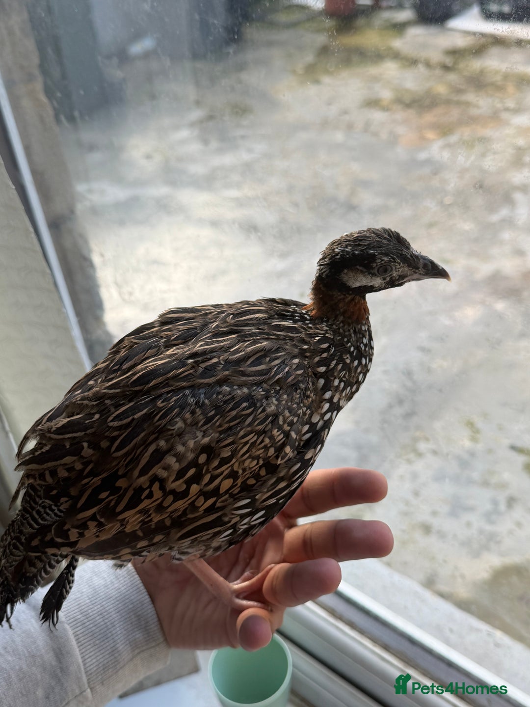 Mixed Breed birds for sale: Black francolin kala teeter  - Advert 4