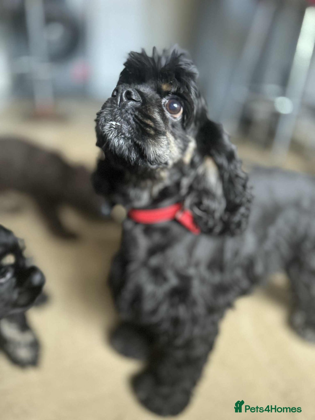American Cocker Spaniel dogs for sale: American cocker puppies new family. - Image 4