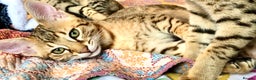 Savannah cats for sale: Beautiful full pedigree savannah kittens  - Advert 12