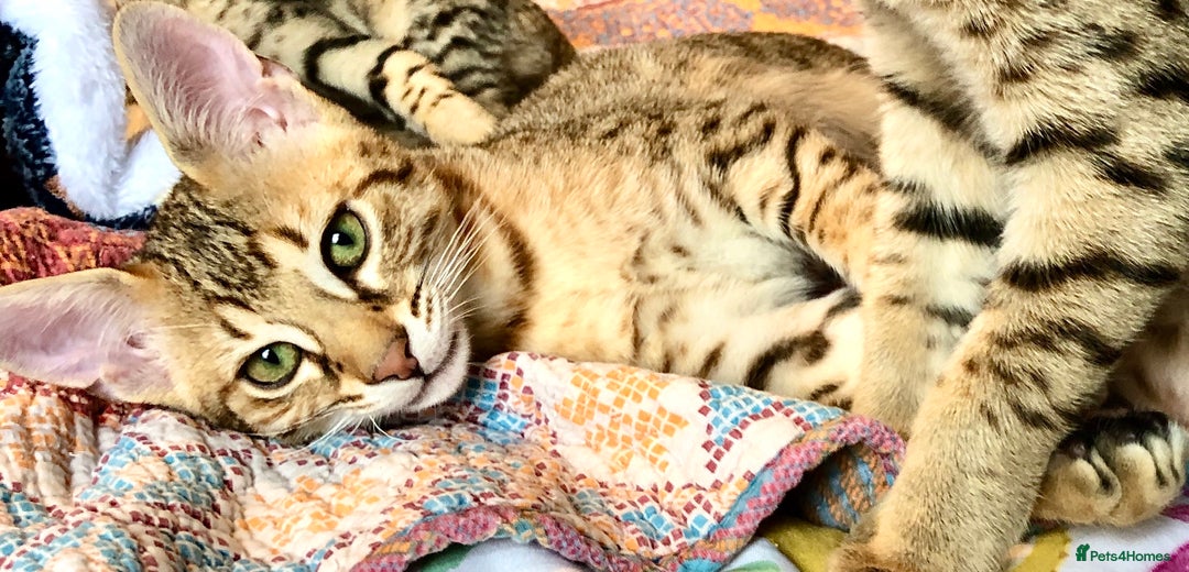 Savannah cats for sale: Beautiful full pedigree savannah kittens  - Advert 12