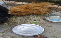 Guinea Pig rodents for sale: 2x male guinea pigs  - Image 4