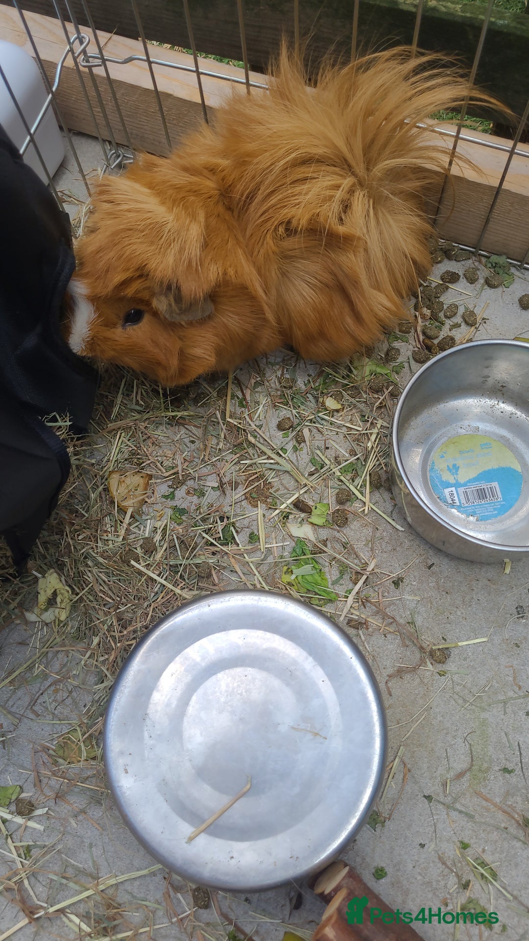 Guinea Pig rodents for sale: 2x male guinea pigs  - Image 4