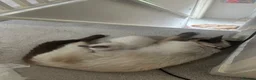 Siamese cats for sale: Siamese  - Advert 6