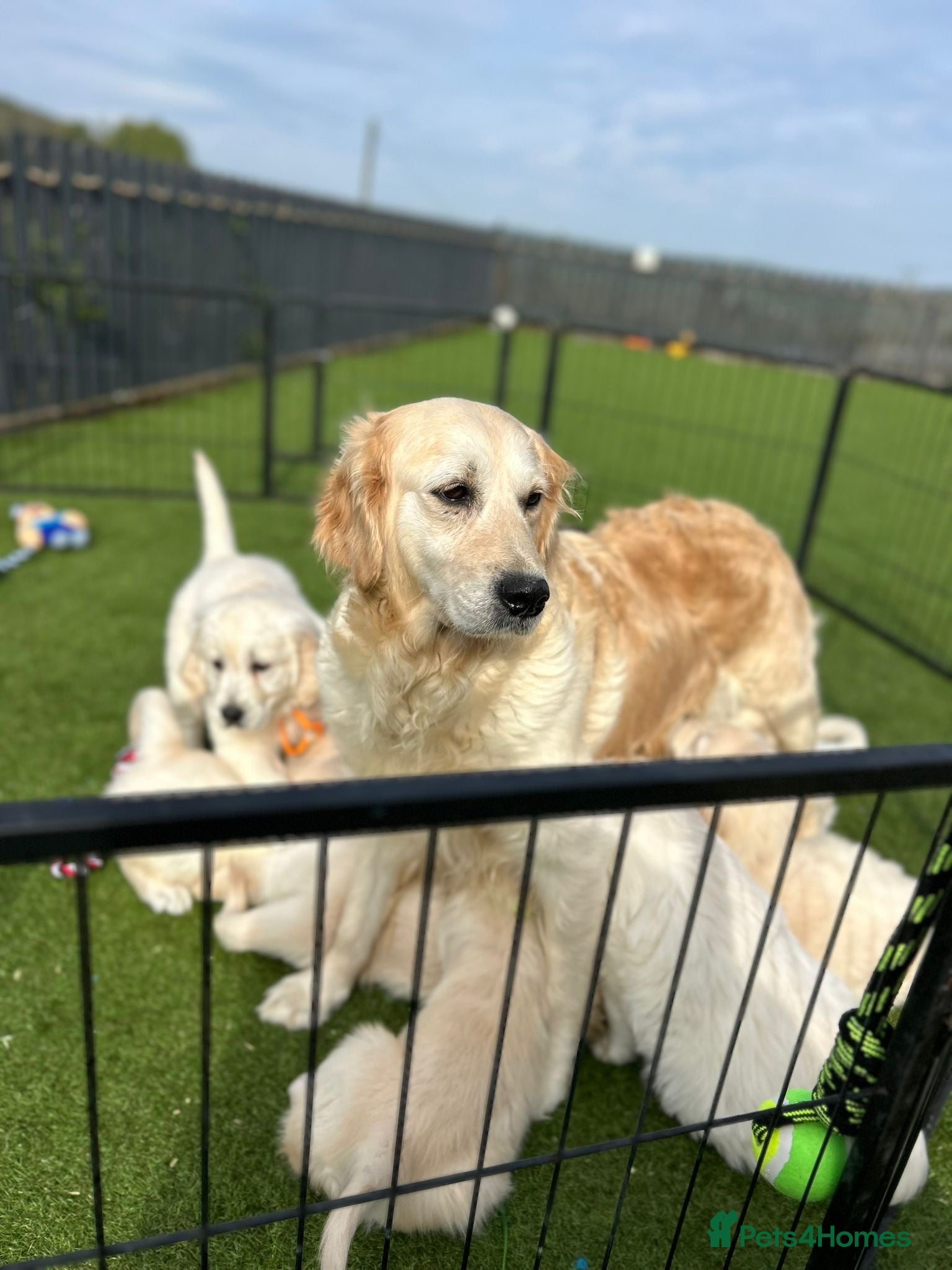 Golden Retriever dogs Wonderful Golden retriever puppies  - Advert 1