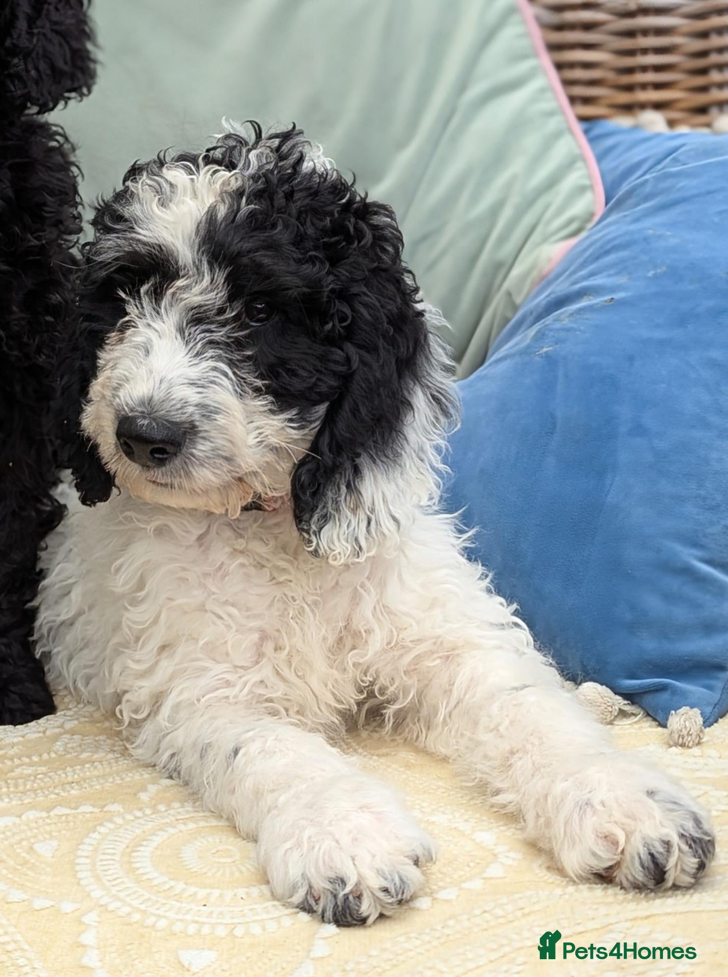 Cockapoo dogs LAST PUPPY F1 Standard Cockapoo Puppies  - Advert 1