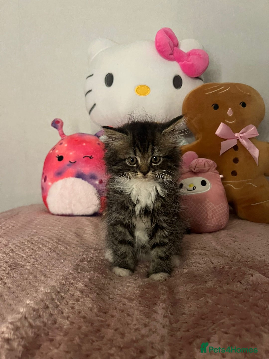 Mixed Breed cats for sale: Persian/maine coon kittens for sale  - Image 4