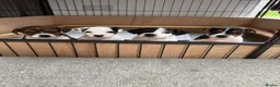 Jack Russell dogs for sale: 4 beautiful Jack Russell puppies for sale in Market Rasen - Advert 8