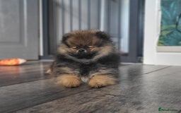 Pomeranian dogs for sale: Female pomeranian  - Image 2