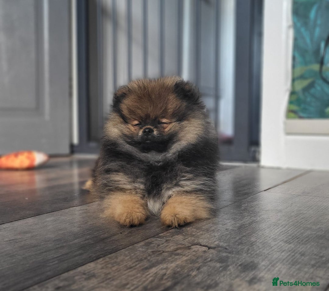 Pomeranian dogs for sale: Female pomeranian  - Image 2