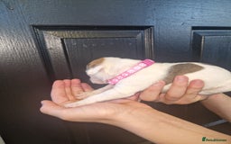 American Bulldog dogs for sale: American  bulldog  pups - Image 26