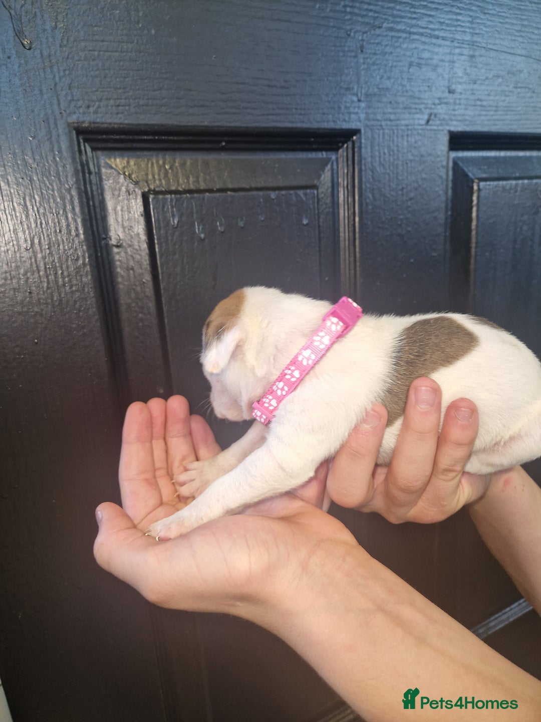 American Bulldog dogs for sale: American  bulldog  pups - Image 26