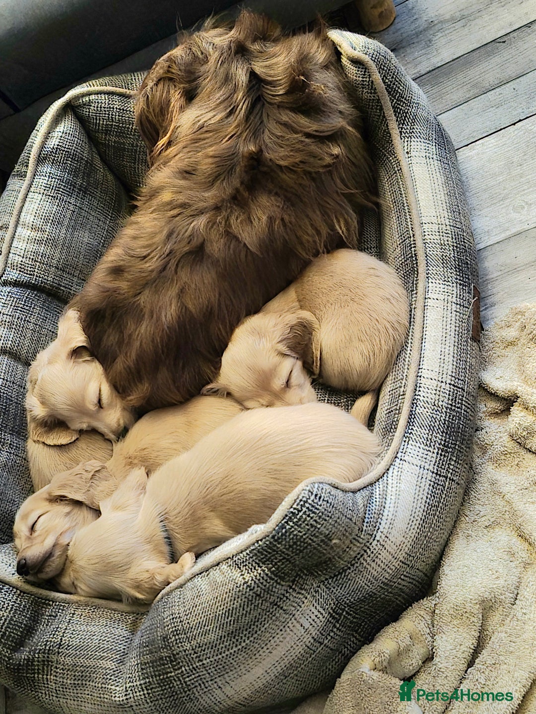 Miniature Dachshund dogs for sale: Miniature dachshund KC reg long haired cream - Advert 6