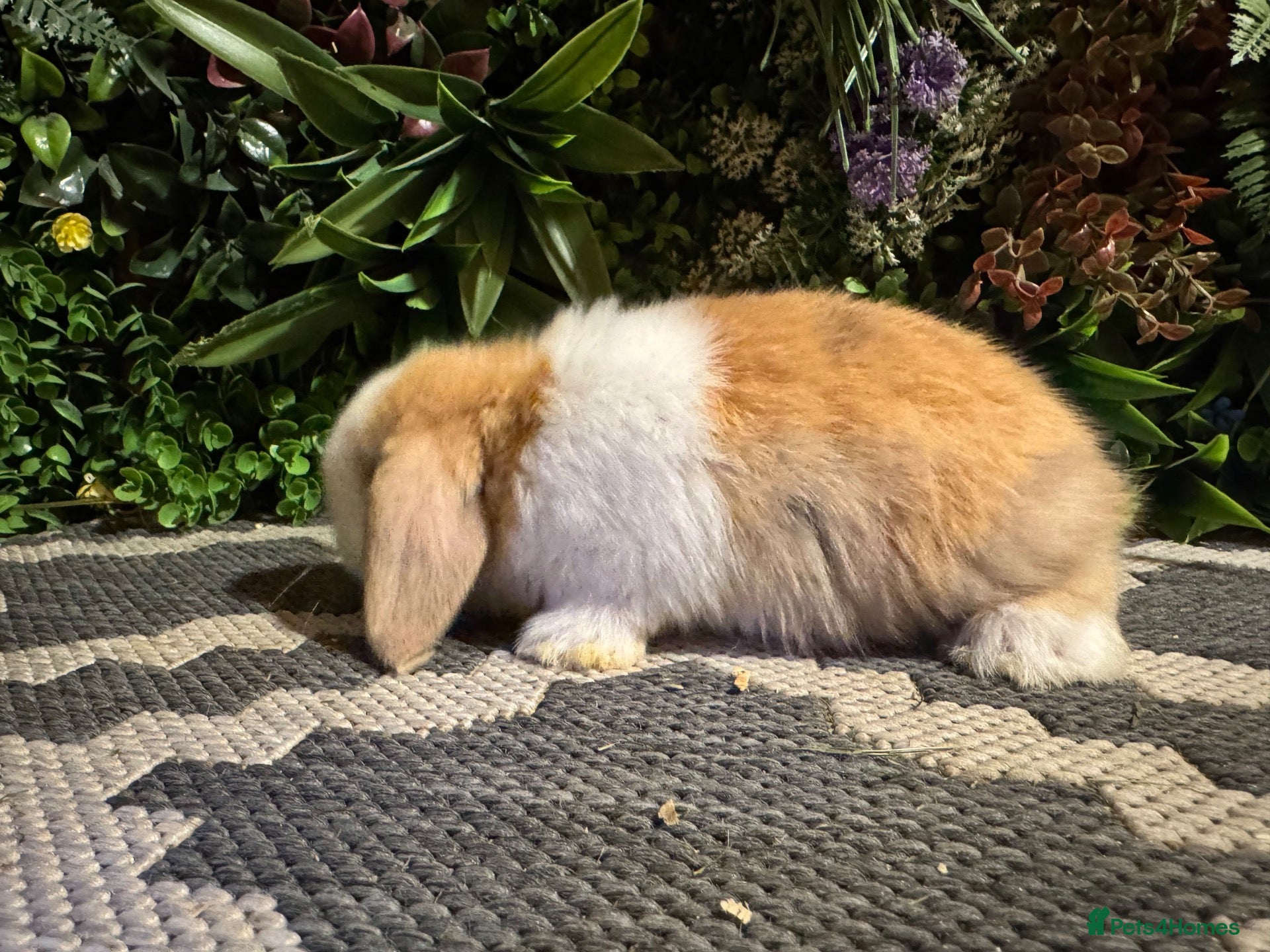Mini Lop rabbits 🐰 PURE BREED MINI LOPS 🐰 - Advert 2
