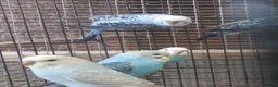 Budgerigars birds for sale: Baby Budgies For Sale - Advert 4