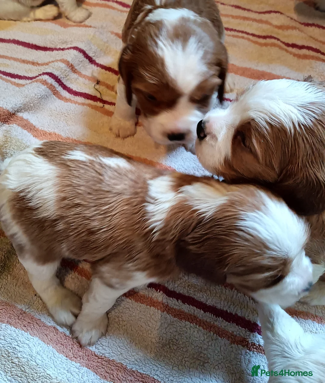 Cockalier dogs for sale: Cockalier female puppy parents full health checked - Advert 3