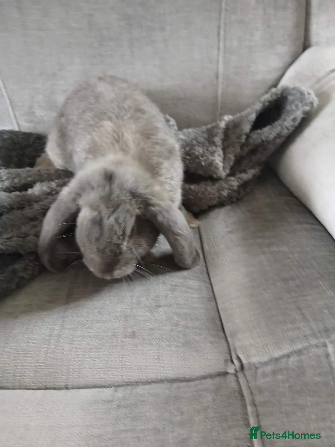 Mini Lion Lop rabbits for sale: Bunnies  in Montrose - Advert 2