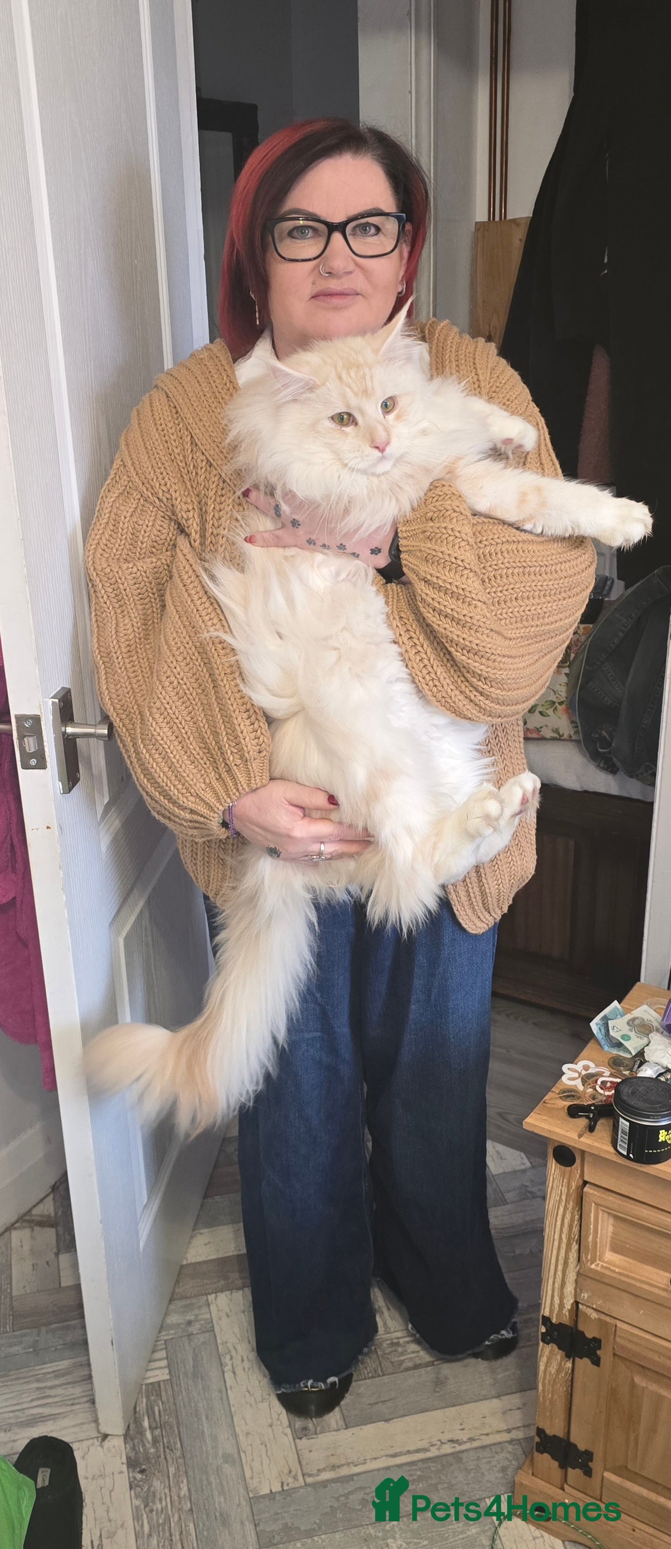 Maine Coon cats Beautiful male for stud  - Advert 3