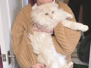 Maine Coon cats Beautiful male for stud - Advert 16