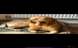 Labrador Retriever dogs for sale: STUNNING HEALTH TESTED LABRADORS - Image 15