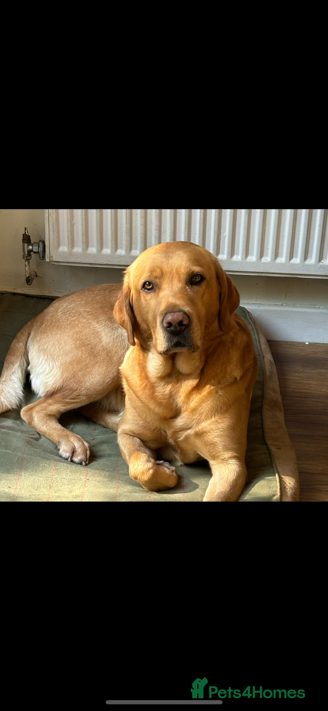 Labrador Retriever dogs for sale: STUNNING HEALTH TESTED LABRADORS - Image 15