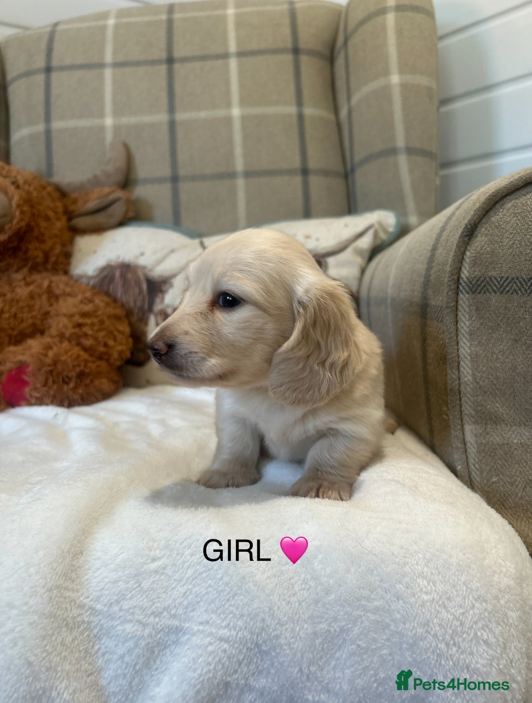 Miniature Dachshund dogs for sale: CREAM MINIATURE DACHSHUNDS💛 - Image 2