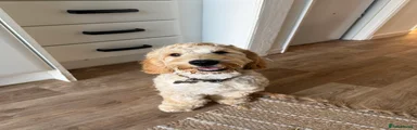 Benson