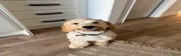 Cockapoo dogs for sale: 6 month cockerpoo in Flint - Advert 2