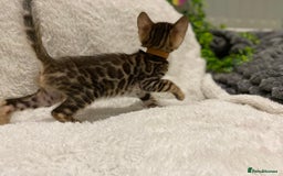 Bengal cats for sale: 12 Bengal Cubs Ready for Their Forever Home - Image 38