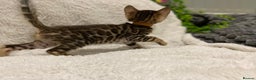 Bengal cats for sale: - Brown & Silver Bengals—Experienced Homes Only - Advert 25