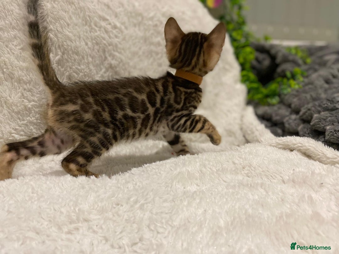 Bengal cats for sale: 12 Bengal Cubs Ready for Their Forever Home - Image 38