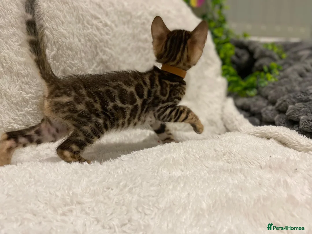Bengal cats for sale: - Brown & Silver Bengals—Experienced Homes Only - Advert 25
