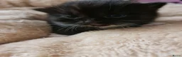 Mixed Breed cats for sale:  *2 LEFT* Beautiful Mixed Kittens For Sale 🐈‍⬛🐈 - Advert 3