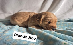 Labradoodle dogs for sale: F1B Red Miniature Labradoodles  - Image 2